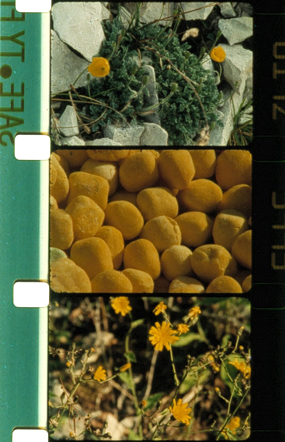 Rose Lowder - Bouquets 1-10 (1994-1995)