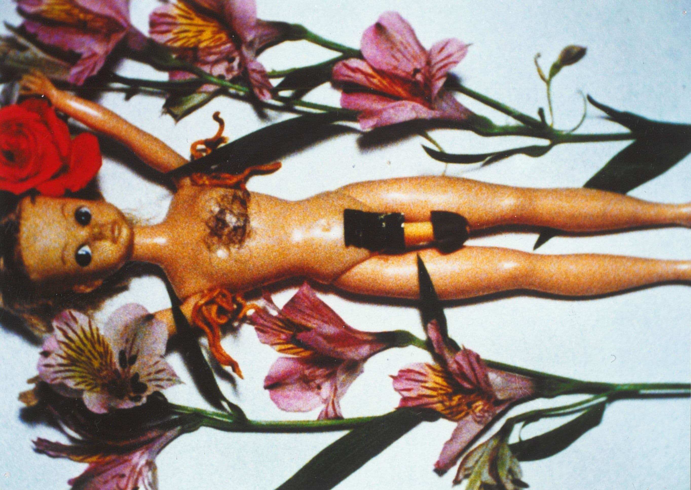Utako Koguchi –  A Dandelion (Rosaceae) (1990)