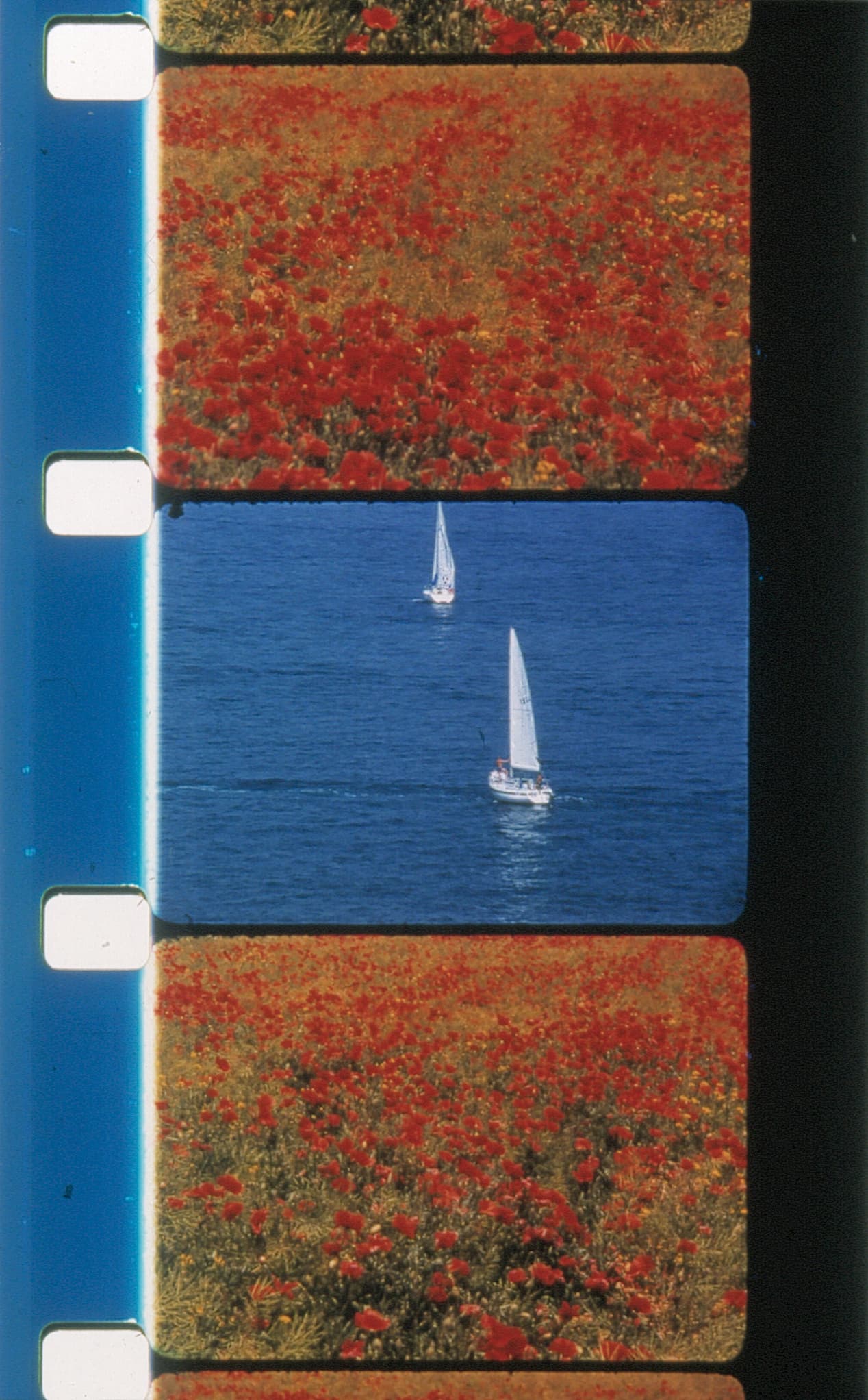 Rose Lowder - Voiliers et coquelicots (2001)