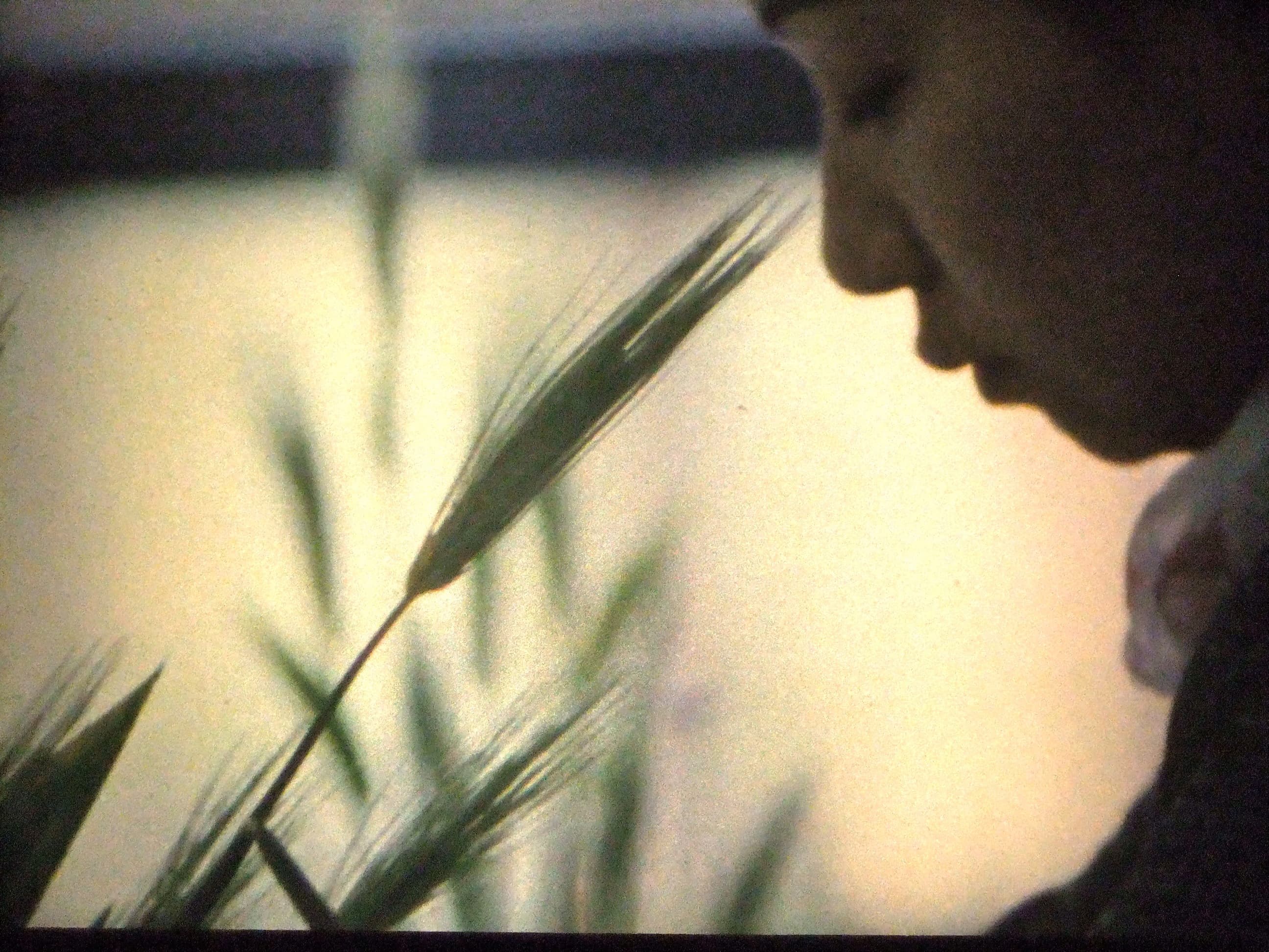 Ute Aurand – Junge Kiefern (2011)